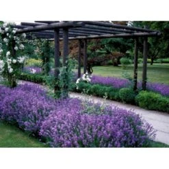 Lavendel 'Munstead' Lavandula Angustifolia 'Munstead' 10 Cm. Potte -Sirius Butik mi1416 lavandula angustifolia munstead 6116