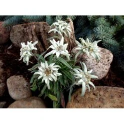 Edelweiss Leontopodium Alpinum 1 Liter Potte 10 Edelweiss Leontopodium Alpinum 1 Liter Potte -Sirius Butik mi1417 leontopodium alpinum 3424