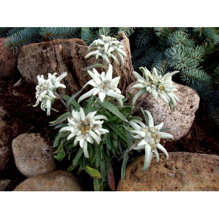 Edelweiss Leontopodium Alpinum 1 Liter Potte 5 Edelweiss Leontopodium Alpinum 1 Liter Potte - Billede 5