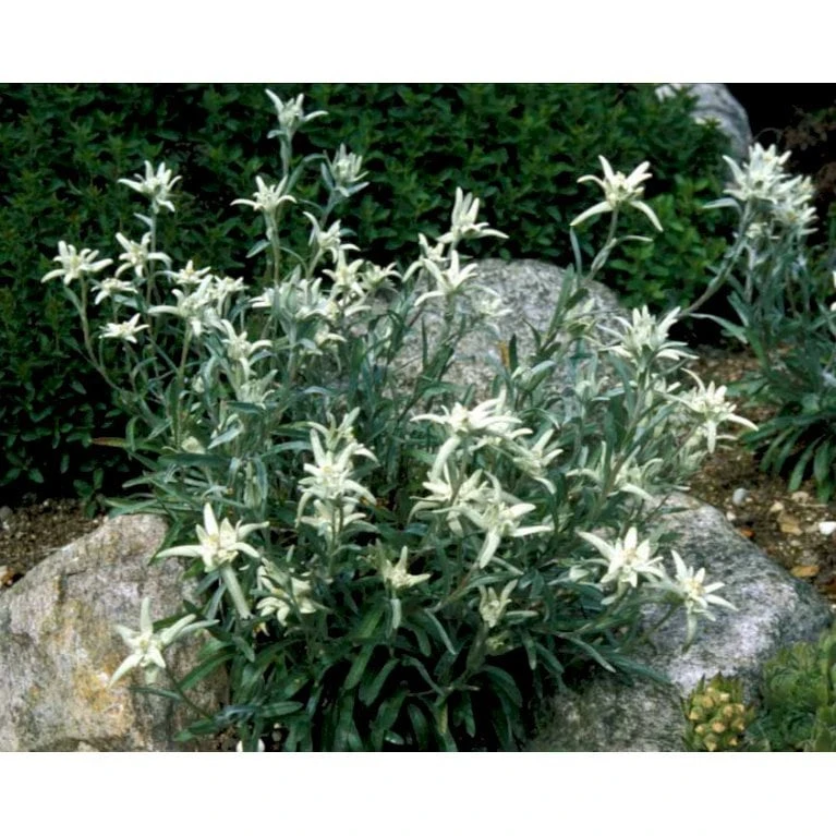 Edelweiss Leontopodium Alpinum 1 Liter Potte 6 Edelweiss Leontopodium Alpinum 1 Liter Potte - Billede 6