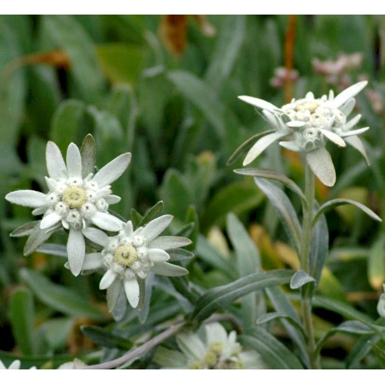 Edelweiss Leontopodium Alpinum 1 Liter Potte 3 Edelweiss Leontopodium Alpinum 1 Liter Potte - Billede 3