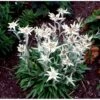 Edelweiss Leontopodium Soul. 'Alpina White' 1 Liter Potte