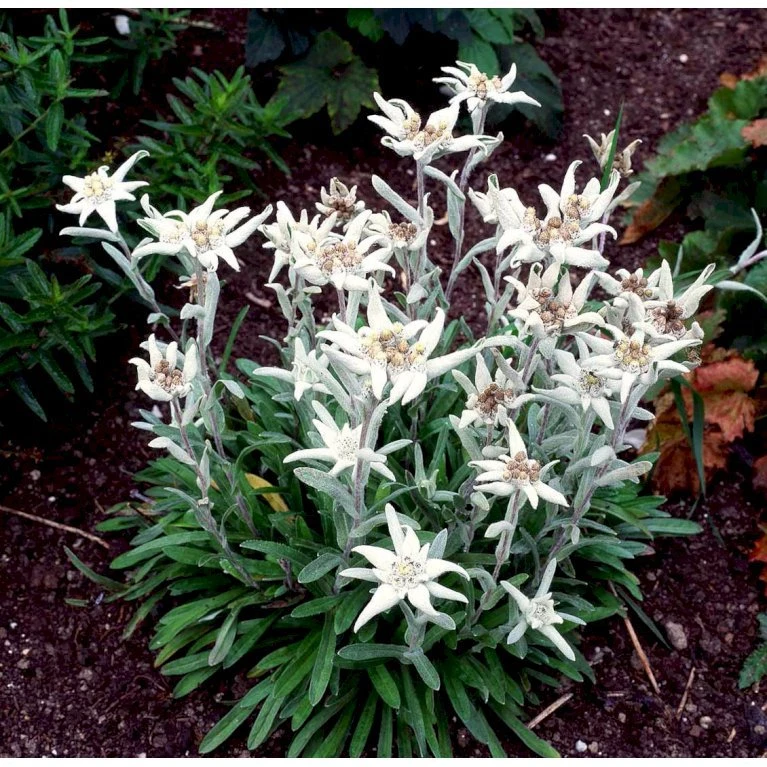 Edelweiss Leontopodium Soul. 'Alpina White' 1 Liter Potte 1 Edelweiss Leontopodium Soul. 'Alpina White' 1 Liter Potte