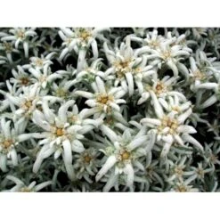 Edelweiss Leontopodium Alpinum 1 Liter Potte 9 Edelweiss Leontopodium Alpinum 1 Liter Potte -Sirius Butik mi1417 leontopodium alpinum ebd5