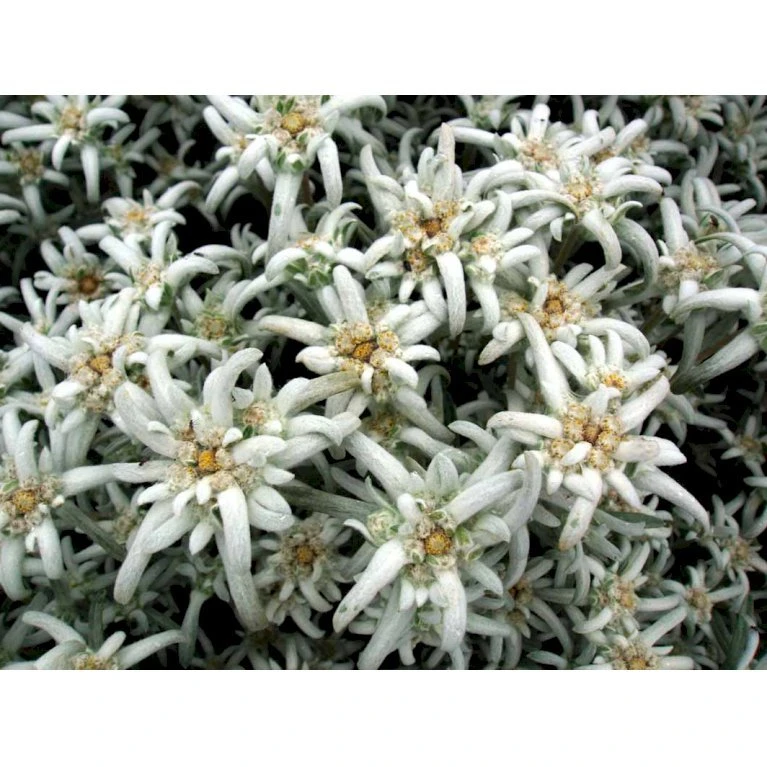 Edelweiss Leontopodium Alpinum 1 Liter Potte 4 Edelweiss Leontopodium Alpinum 1 Liter Potte - Billede 4