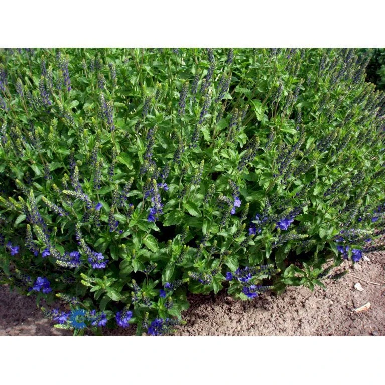 Bredbladet Ærenpris Veronica Austrica 'True Blue' 1 Liter Potte 1 Bredbladet Ærenpris Veronica Austrica 'True Blue' 1 Liter Potte