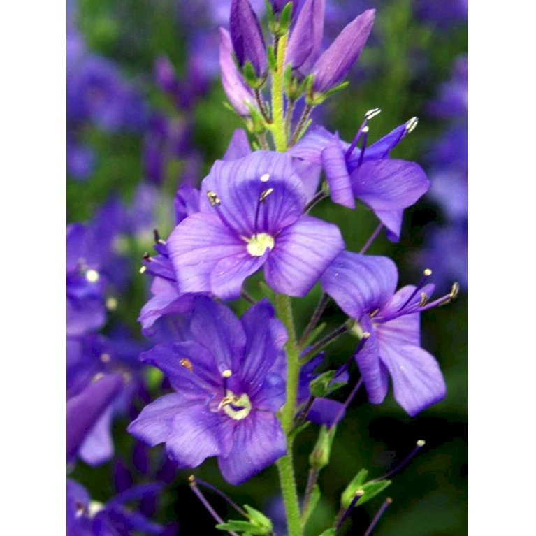 Bredbladet Ærenpris Veronica Austrica 'True Blue' 1 Liter Potte 3 Bredbladet Ærenpris Veronica Austrica 'True Blue' 1 Liter Potte - Billede 3