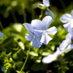 Hornviol Viola Cornuta 'Boughton Blue' Bakke Med 12 Stk. -Sirius Butik mi14292 viola cornuta boughton blue c380