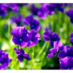 Hornviol Viola Cornuta 'Martin' 10 Cm. Potte