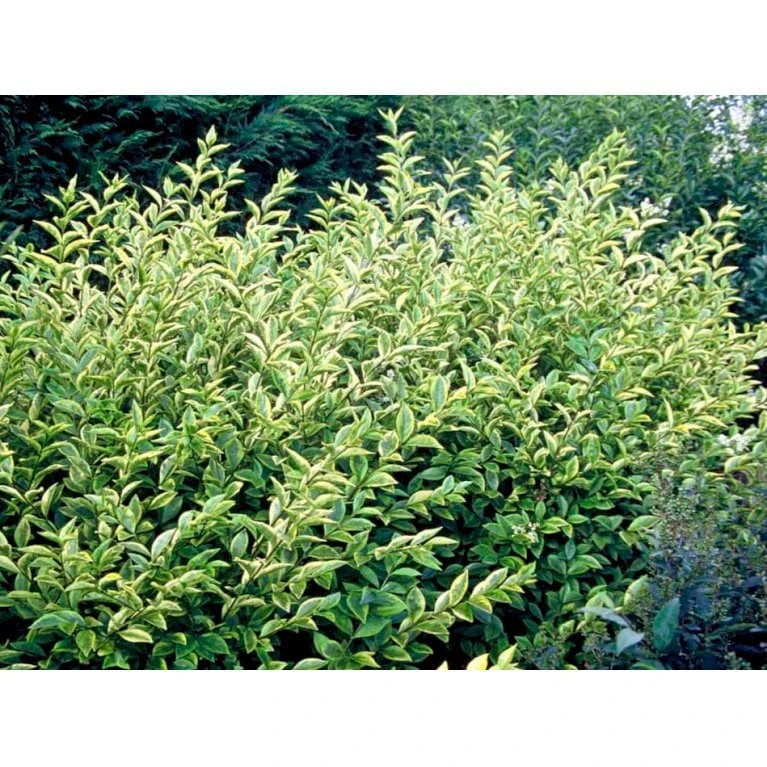 Gul Bredbladet Liguster Ligustrum Ovalifolium 'Aureum' Potte 12 Liter,- 100-125 Cm. 4 Gul Bredbladet Liguster Ligustrum Ovalifolium 'Aureum' Potte 12 Liter,- 100-125 Cm. - Billede 4