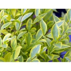 Gul Bredbladet Liguster Ligustrum Ovalifolium 'Aureum' Potte 12 Liter,- 100-125 Cm. 9 Gul Bredbladet Liguster Ligustrum Ovalifolium 'Aureum' Potte 12 Liter,- 100-125 Cm. -Sirius Butik mi1433 ligustrum ovalifolium aureum 8dbe