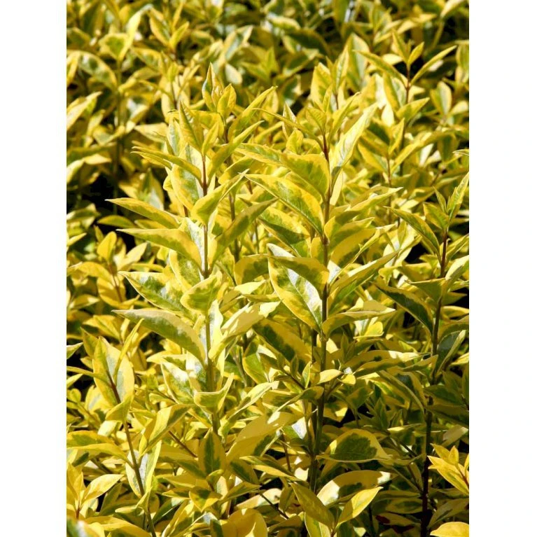 Gul Bredbladet Liguster Ligustrum Ovalifolium 'Aureum' Potte 12 Liter,- 100-125 Cm. 3 Gul Bredbladet Liguster Ligustrum Ovalifolium 'Aureum' Potte 12 Liter,- 100-125 Cm. - Billede 3