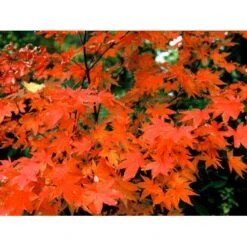 Japansk Løn Acer Palmatum 'Osakazuki' Potte 20 Liter,- 125-150 Cm. -Sirius Butik mi14459 acer palmatum osakazuki 76f7