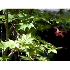 Japansk Løn Acer Palmatum 'Osakazuki' Potte 20 Liter,- 125-150 Cm. -Sirius Butik mi14459 acer palmatum osakazuki 842e