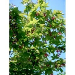 Japansk Løn Acer Palmatum 'Osakazuki' Potte 20 Liter,- 125-150 Cm. -Sirius Butik mi14459 acer palmatum osakazuki 9a4e