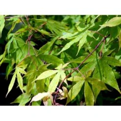 Japansk Løn Acer Palmatum 'Osakazuki' Potte 20 Liter,- 125-150 Cm. -Sirius Butik mi14459 acer palmatum osakazuki df4a