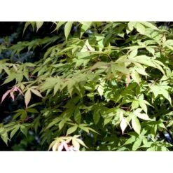 Japansk Løn Acer Palmatum 'Osakazuki' Potte 20 Liter,- 125-150 Cm. -Sirius Butik mi14459 acer palmatum osakazuki dff8