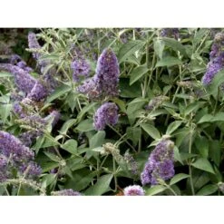 Sommerfuglebusk 'Lochinch' Buddleja Davidii 'Lochinch' 3,5 Liter Potte -Sirius Butik mi14629 buddleia davidii lochinch d1bf