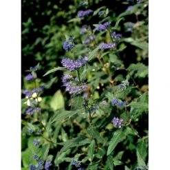 Blåskæg 'Heavenly Blue' Caryopteris Clandonensis 'Heavenly Blue' Potte 2,0 Liter,- 30-40 Cm. -Sirius Butik mi14794 caryopteris clandon heavenly blue 3bc9