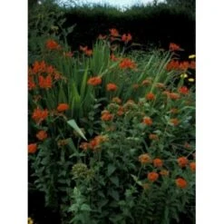 Brændende Kærlighed Lychnis Chalcedonica 1 Liter Potte -Sirius Butik mi1483 lychnis chalcedonica 7ae8