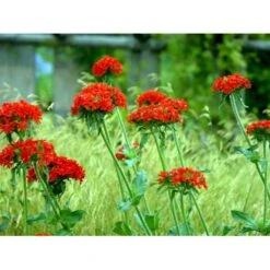 Brændende Kærlighed Lychnis Chalcedonica 1 Liter Potte -Sirius Butik mi1483 lychnis chalcedonica d340