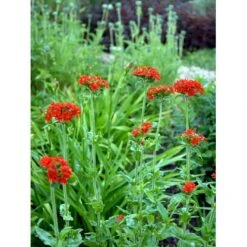 Brændende Kærlighed Lychnis Chalcedonica 1 Liter Potte -Sirius Butik mi1483 lychnis chalcedonica e40f