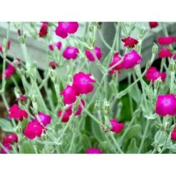 Haveklinte Lychnis Coronaria 10 Cm. Potte -Sirius Butik mi1486 lychnis coronaria 4c41