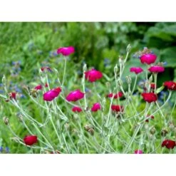 Haveklinte Lychnis Coronaria 10 Cm. Potte -Sirius Butik mi1486 lychnis coronaria 6a67