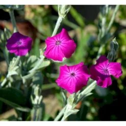 Haveklinte Lychnis Coronaria 10 Cm. Potte -Sirius Butik mi1486 lychnis coronaria 9afe