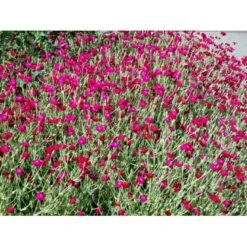 Haveklinte Lychnis Coronaria 10 Cm. Potte -Sirius Butik mi1486 lychnis coronaria df4c