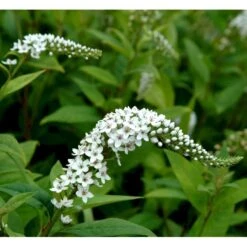 Hvid Fredløs Lysimachia Clethroides 1 Liter Potte -Sirius Butik mi1491 lysimachia clethroides 9d24