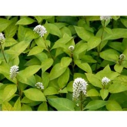 Hvid Fredløs Lysimachia Clethroides 1 Liter Potte -Sirius Butik mi1491 lysimachia clethroides b0ef