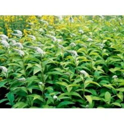 Hvid Fredløs Lysimachia Clethroides 1 Liter Potte -Sirius Butik mi1491 lysimachia clethroides d55b