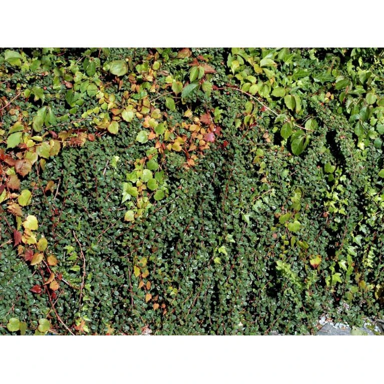 Dværgmispel 'Winter Jewel' Cotoneaster Dammeri 'Winter Jewel' Opstammet 60 Cm. Med Potte 3 Dværgmispel 'Winter Jewel' Cotoneaster Dammeri 'Winter Jewel' Opstammet 60 Cm. Med Potte - Billede 3