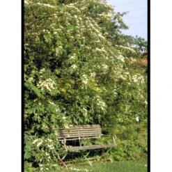 Dværgmispel 'Brandkjær' Cotoneaster Watereri 'Brandkjær' 5 Liter Potte -Sirius Butik mi14938 cotoneaster watereri brandkjaer 44b4