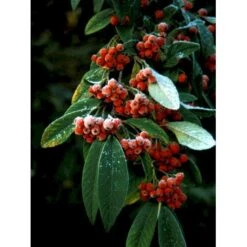 Dværgmispel 'Brandkjær' Cotoneaster Watereri 'Brandkjær' 5 Liter Potte -Sirius Butik mi14938 cotoneaster watereri brandkjaer 9d9c