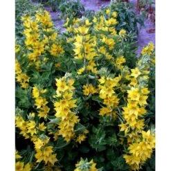 Prikbladet Fredløs Lysimachia Punctata 1 Liter Potte -Sirius Butik mi1494 lysimachia punctata 0a5f