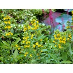 Prikbladet Fredløs Lysimachia Punctata 1 Liter Potte -Sirius Butik mi1494 lysimachia punctata 3f55