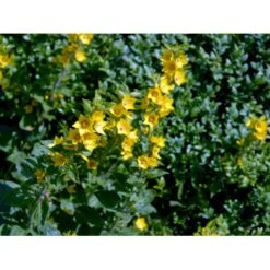 Prikbladet Fredløs Lysimachia Punctata 1 Liter Potte -Sirius Butik mi1494 lysimachia punctata c6e0