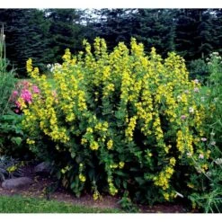 Prikbladet Fredløs Lysimachia Punctata 1 Liter Potte -Sirius Butik mi1494 lysimachia punctata d3df