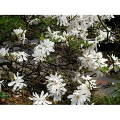 Stjernemagnolie Magnolia Stellata Potte 2,0 Liter,- 40-60 Cm. -Sirius Butik mi1498 magnolia stellata fae6
