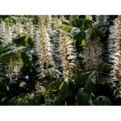 Busk-Hestekastanie Aesculus Parviflora Solitær Busk 100-125 Cm. Høj,- 60-100 Cm. Bred. -Sirius Butik mi149 aesculus parviflora 6458