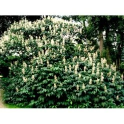 Busk-Hestekastanie Aesculus Parviflora Solitær Busk 100-125 Cm. Høj,- 60-100 Cm. Bred. -Sirius Butik mi149 aesculus parviflora d797