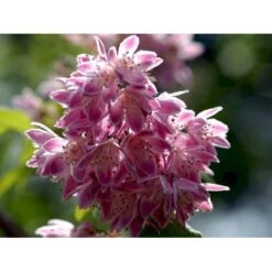 Stjernetop 'Strawberry Fields' Deutzia Gracilis 'Strawberry Fields' Potte 6,5 Liter 60-80 Cm. -Sirius Butik mi15006 deutzia x hybrida strawberry fields 661e