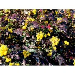 Mahonia Aquifolium 'Maqu' Mahonie 'Maqu' Med Klump,- 50-60 Cm. 9 Mahonia Aquifolium 'Maqu' Mahonie 'Maqu' Med Klump,- 50-60 Cm. -Sirius Butik mi1513 mahonia aquifolium maqu 0bcf