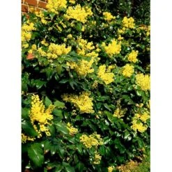 Mahonia Aquifolium 'Maqu' Mahonie 'Maqu' Med Klump,- 50-60 Cm. 7 Mahonia Aquifolium 'Maqu' Mahonie 'Maqu' Med Klump,- 50-60 Cm. -Sirius Butik mi1513 mahonia aquifolium maqu b904