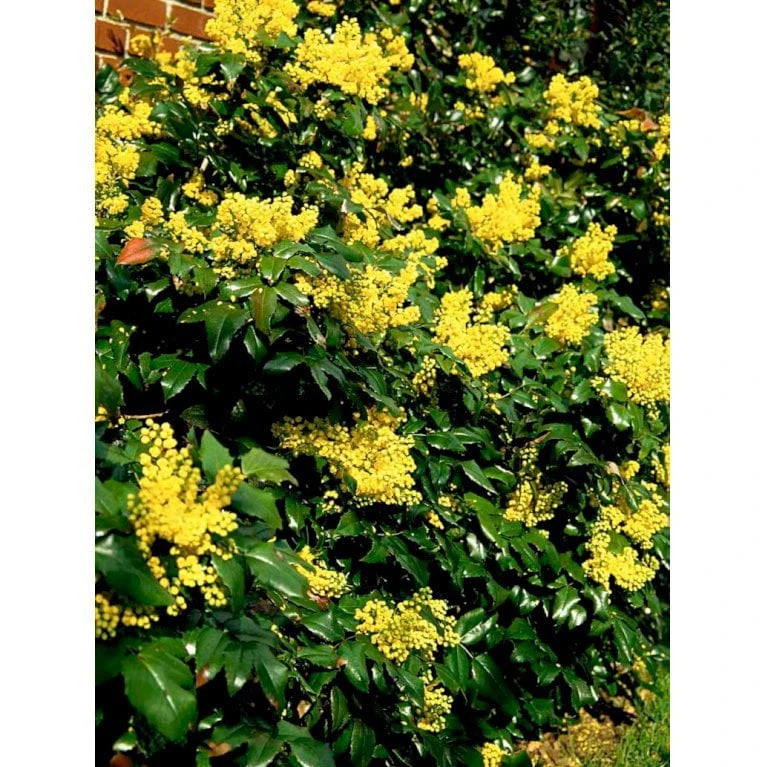 Mahonia Aquifolium 'Maqu' Mahonie 'Maqu' Med Klump,- 50-60 Cm. 3 Mahonia Aquifolium 'Maqu' Mahonie 'Maqu' Med Klump,- 50-60 Cm. - Billede 3