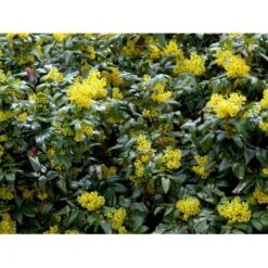 Mahonia Aquifolium 'Maqu' Mahonie 'Maqu' Med Klump,- 50-60 Cm. 8 Mahonia Aquifolium 'Maqu' Mahonie 'Maqu' Med Klump,- 50-60 Cm. -Sirius Butik mi1513 mahonia aquifolium maqu d87d