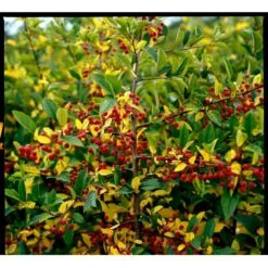 Sargentsæble Malus Sargentii Solitær Busk 150-200 Cm. - Med Klump -Sirius Butik mi1517 malus toringo var sargentii 42b8