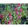 Fuchsia 'Mrs. Popple' Fuchsia Magellanica 'Mrs. Popple' 3,5 Liter Potte